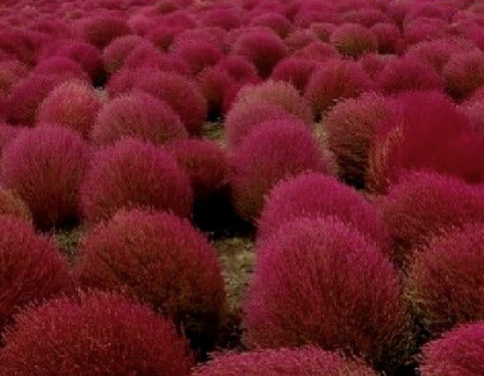 หญ้ากอเชีย (Kochia Scoparia) / 1,000 เม็ด (Germany)