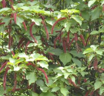 หางกระรอกแดง (Chenille plant) / 5 เม็ด (USA)