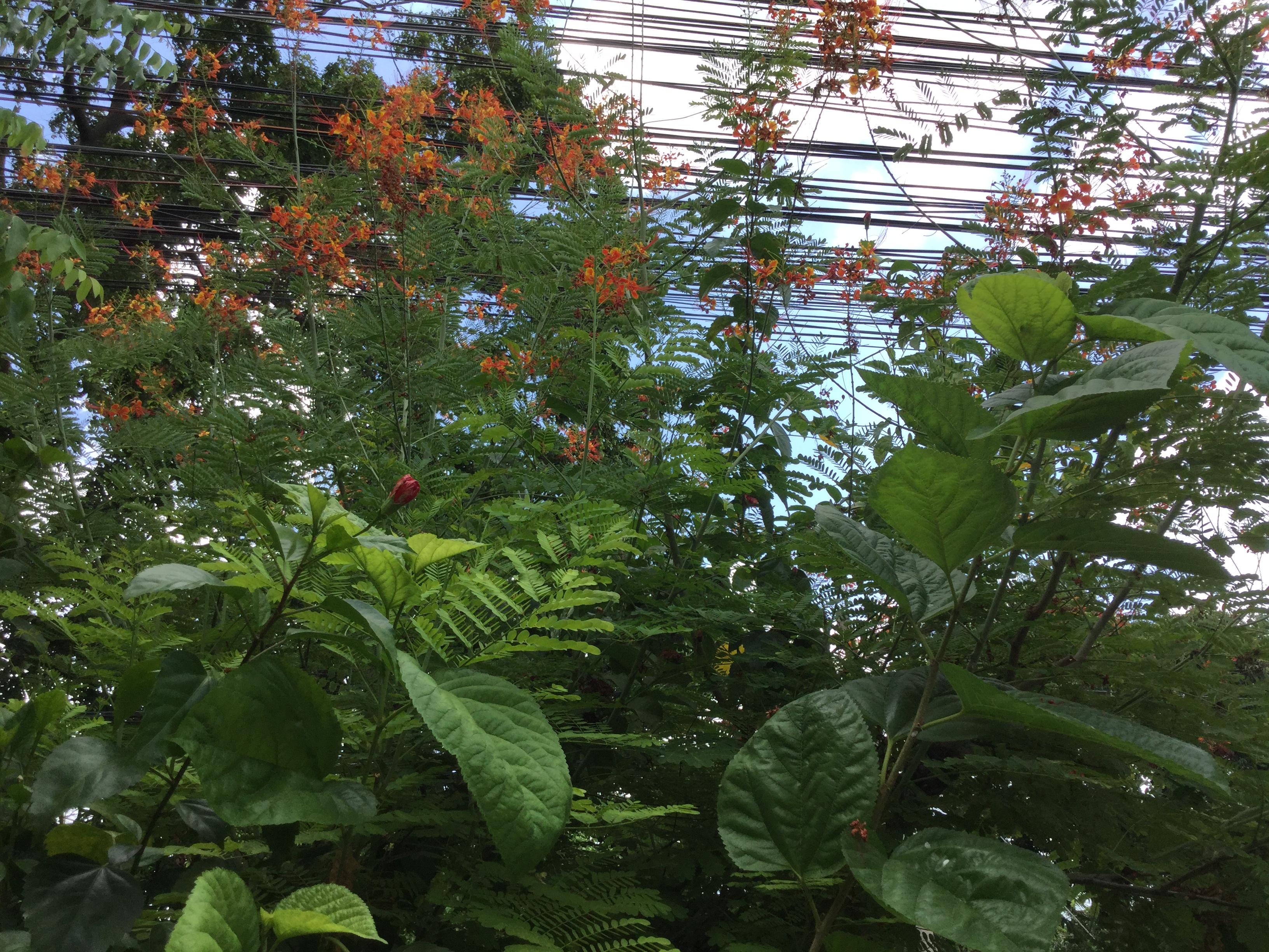 ต้นหางนกยูงไทย สีส้ม สูง 45-60 ซ.ม. กระถาง 8 นิ้ว / ต้น