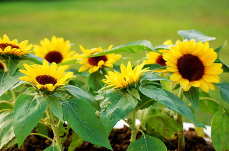 ทานตะวัน / ซอง 20 เม็ด (A033)