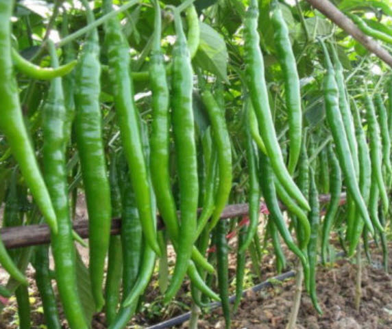 พริกแดงยักษ์ / 500 เม็ด