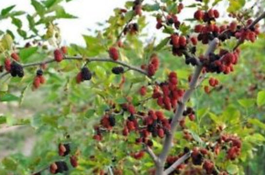 หม่อนดำ หรือมัลเบอรี่ดำ (Black Mulberry) บอนไซ / 50 เม็ด (China)