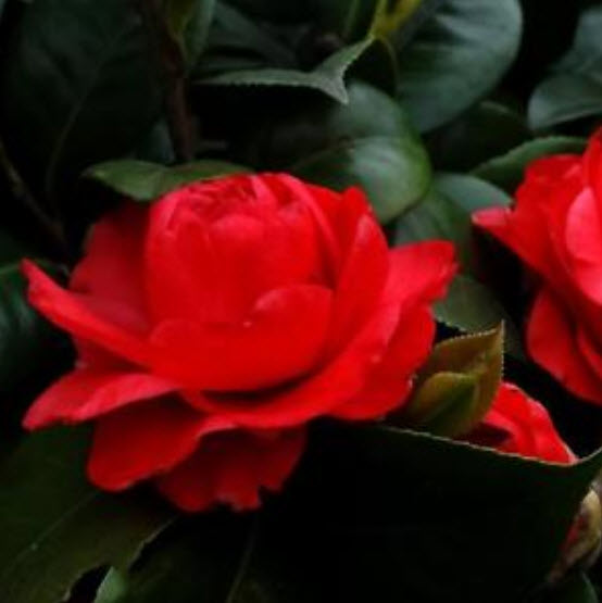 คามิเลียญี่ปุ่น (Japanese Camellia) สีแดง / 5 เม็ด