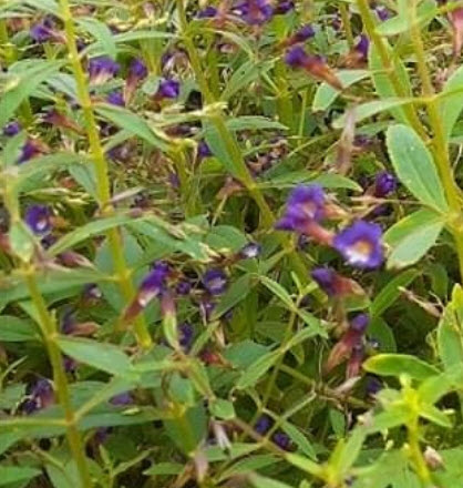 ผักแขยง ผักแขยงนา กะแยงแดง กะแยง กะออม ผักพา / 800 เม็ด *