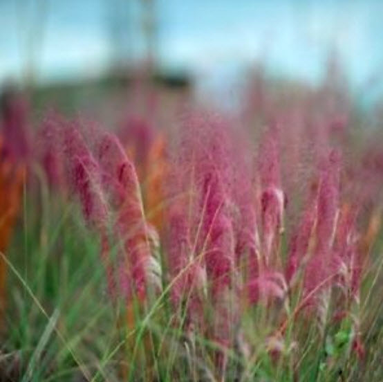 หญ้ามูลี่ชมพู (Pink Muhly grass) / 100 เม็ด (China)