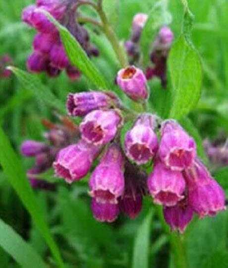 คอมเฟรย์ พืชสมุนไพร (Comfrey / Symphytum Officinale) / 25 เม็ด (UK)*