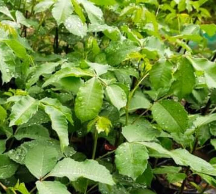 มารูลา (African Marula) หรือต้นช้างเมา / 3 เม็ด (Portugal)