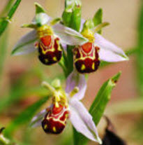 กล้วยไม้ผึ้ง (Bee Orchid) / 30 เม็ด