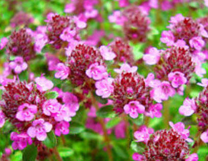 ไทม์เลื้อยสีม่วง (Purple creeping thyme) / 4,200 เม็ด (UK)