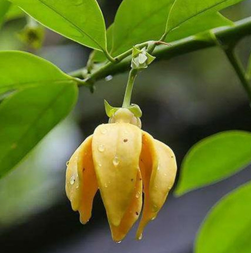 การเวก (manorangini) / 15 เม็ด (นอก)