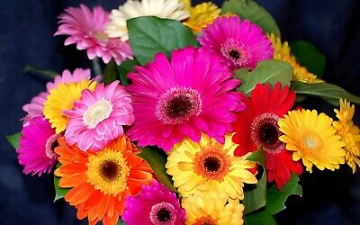 เยอบีร่า (Gerbera) คละสี / 100 เม็ด