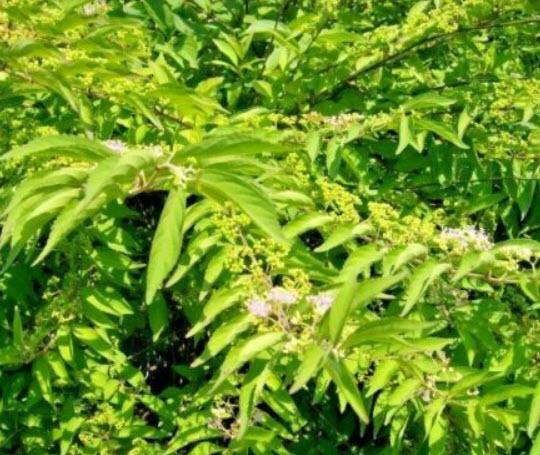 อเมริกันบิวตี้เบอรี่ (America Beauty Berry) / 10 เม็ด (USA)