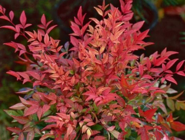 นันเตง หรือไม้ไผ่สวรรค์ (Nandina Domestica) / 5 เม็ด (France)