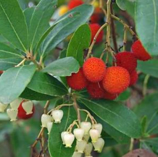 สตรอว์เบอร์รีต้น (Strawberry tree) / 10 เม็ด (UK)