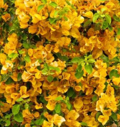 เฟื่องฟ้าเลื้อย (Climbing Bougainvillea) คละสี / 50 เม็ด (นอก)