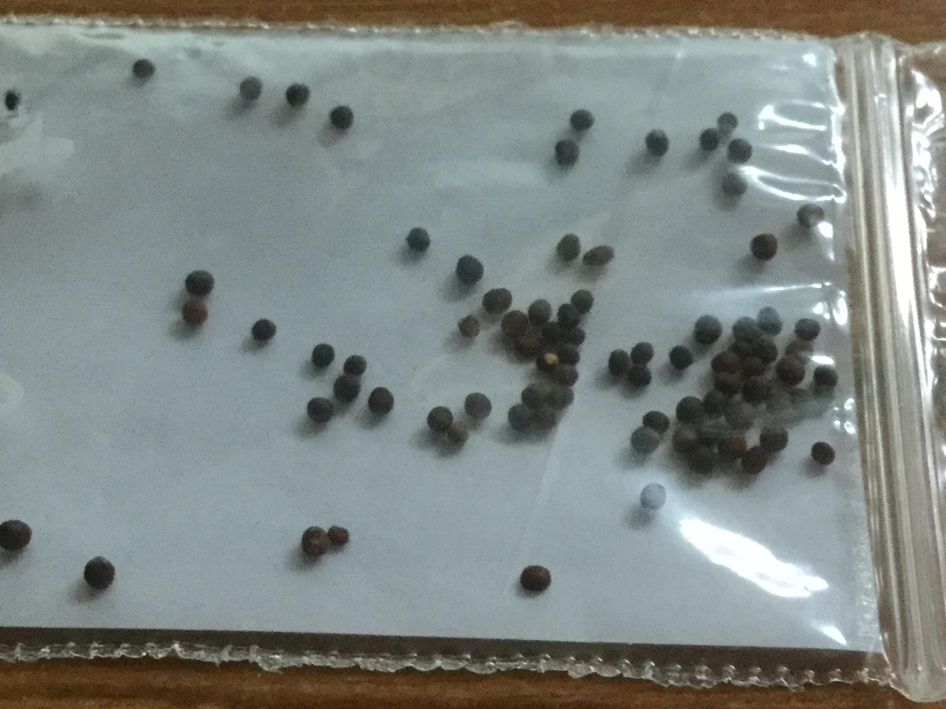 เทอร์นิพ (Turnip Greens) / 25 เม็ด (Hungary)