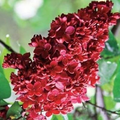 ไลแลคญี่ปุ่น (Japanese Lilac) สีแดง / 50 เม็ด (นอก)