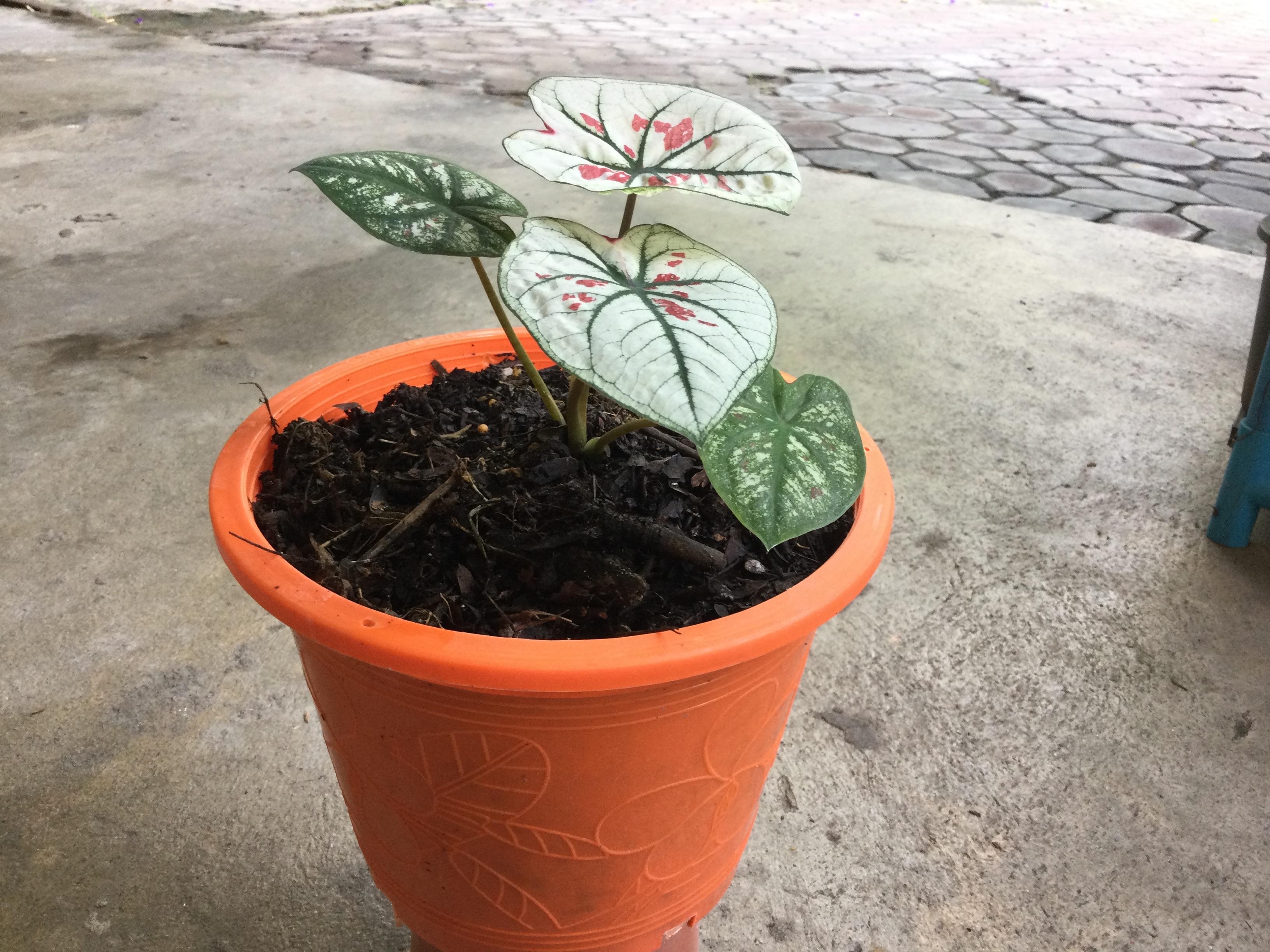 ต้นบอนสี สตรอเบอรี่ สตาร์ กระถาง 8 นิ้ว