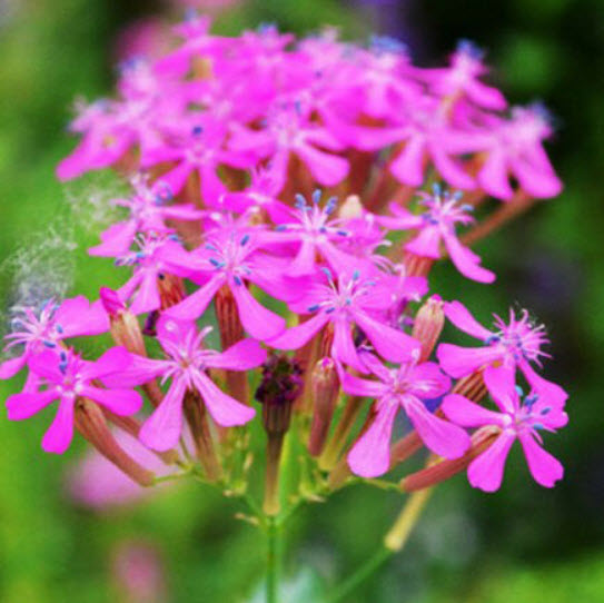 แคทฟลาย - คาร์มาย พิ้งค์ (Catchfly - Carmine Pink) / 1,500 เม็ด (UK)