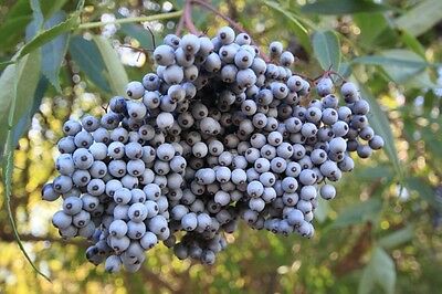 อัลเดอร์เบอรี่สีฟ้า (Blue Elderberry) / 25 เม็ด (USA)