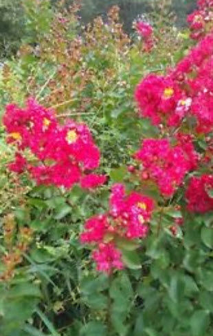 ยี่เข่ง สีแดง (Red Crepe Myrtle) / 5 เม็ด (USA)