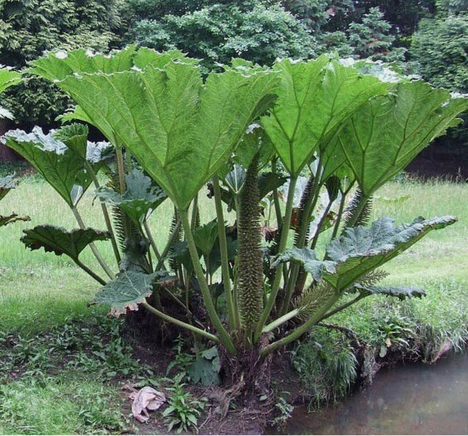 ไจแอนท์ รูห์บาบ / รูห์บาบยักษ์ (Giant Rhubarb) / 10 เม็ด (Poland)