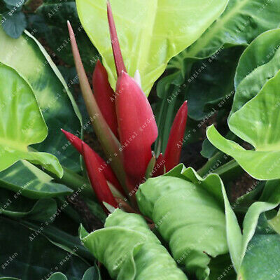 ฟีโล (Philodendron Erubescens) คละ / 50 เม็ด (China)