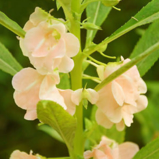 เทียนซ้อน คละสี / 100 เม็ด