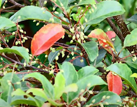 มะกอกซีลอน มะกอกศรีลังกา ซีลอนโอลีฟ (Ceylon Olive) / 5 เม็ด (Sri Lanka)*