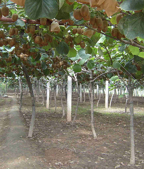 กีวี (Kiwi) / ซอง 30 เม็ด (D230)