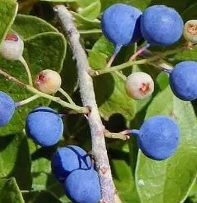 เมล็ดพันธุ์ ต้นน้ำตาพระศิวะ หรือ รุทรักษะ สำหรับเพาะต้น / 20 เม็ด