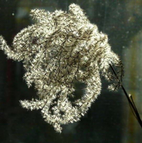 หญ้ามิสแคนทัส (Miscanthus sinensis) / 150 เม็ด (Spain)