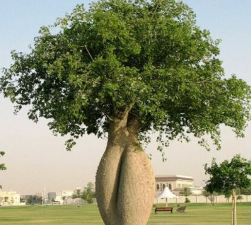 ต้นขวด (Bottle Tree) / 10 เม็ด (Portugal)*