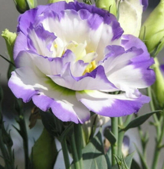 ไลซิแอนทัส (Lisianthus) สีม่วง-ขาว ซ้อน / 50 เม็ด