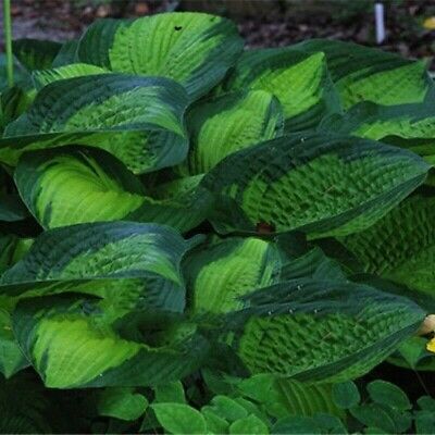 ฮอสต้า (hosta plantaginea) คละ / 100 เม็ด (China)