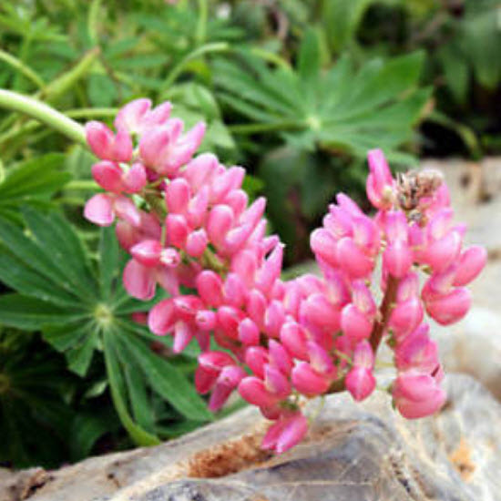 ลูพิน สีชมพู (Pink Lupin) / ซอง 15 เม็ด (A238)