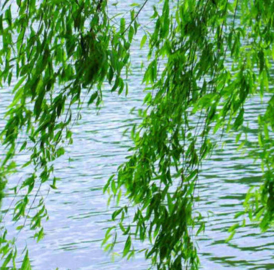 หลิว (Weeping Willow) / 25 เม็ด