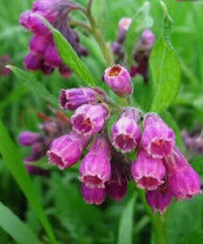 True Comfrey / Common Comfrey พันธุ์ใบเรียวยาว / 20 เม็ด (USA)