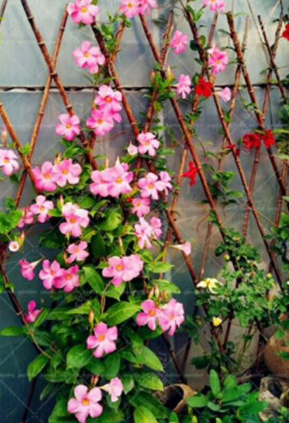 บานบุรีเลื้อย สีชมพู /100 เม็ด