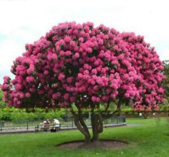 ไจแอนท์ โรส ซากุระ (Giant Rose Sakura) / 5 เม็ด (นอก)