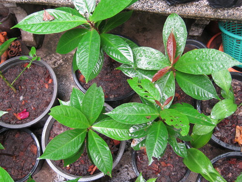 ต้นชมพู่สาแหรก เพาะเมล็ด สูง 15-30 ซ.ม.