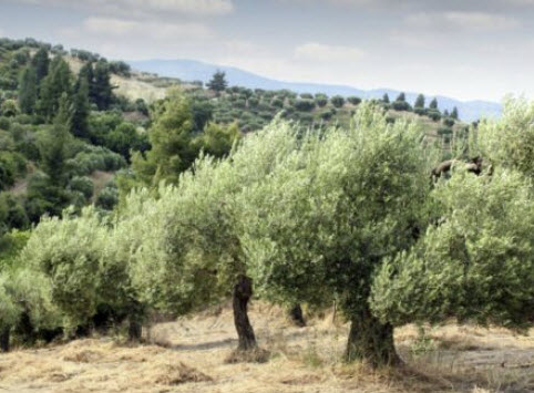 มะกอกโอลีฟ (Olive Oil / Olea europaea) / 2 เม็ด (UK)