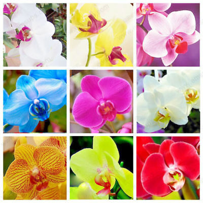ฟาแลนน็อปซิล คละ / 50 เม็ด