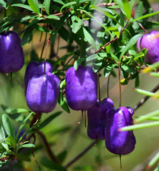 แอปเปิลเบอรี่ (Appleberry) / 10 เม็ด (Australia)