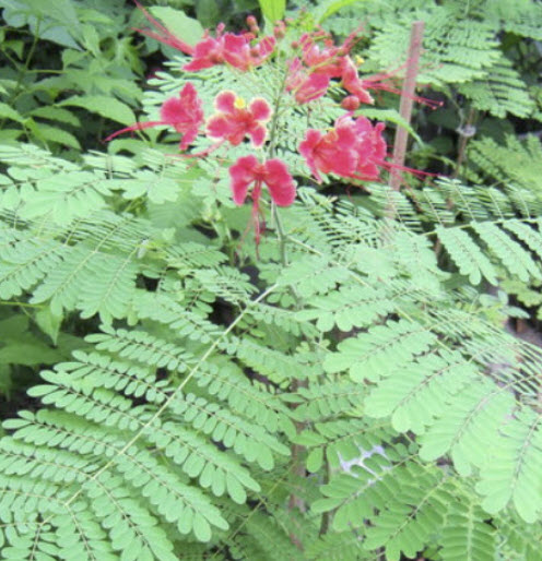 ต้นกล้าหางนกยูง สีชมพู ถุงดำ สูง 10-20 ซ.ม. / ต้น