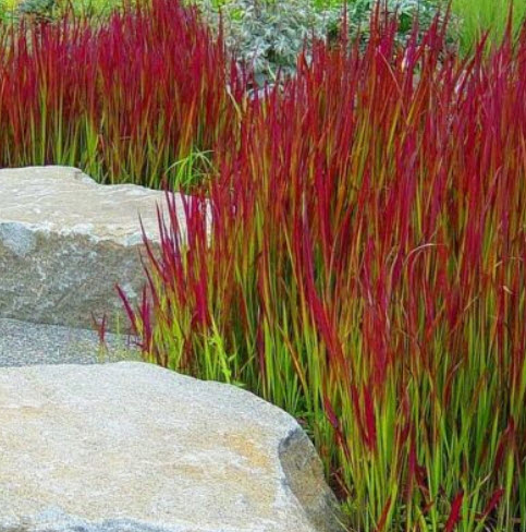 หญ้าแดงญี่ปุ่น หญ้าคาแดง (Imperata Cylindrica) / 100 เม็ด (Portugal) *