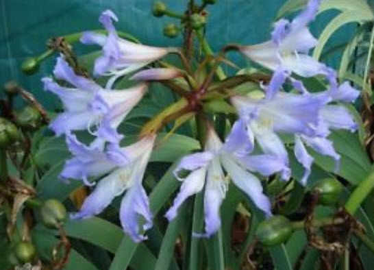 ว่านสีทิศ (Amaryllis) คละ / 100 เม็ด (นอก)