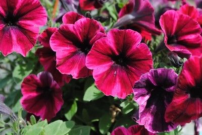 พิทูเนียดอกใหญ่ สีแดงเชอรี่ (Cherry-red) / 20 เม็ด (Poland)