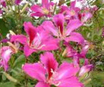 ชงโค (Purple Orchid) / 20 เม็ด (ไทย)