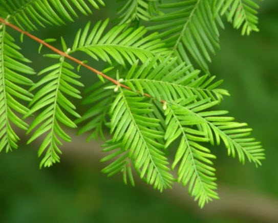 สนบอนไซ Dawn Redwood / 60 เม็ด (UK)